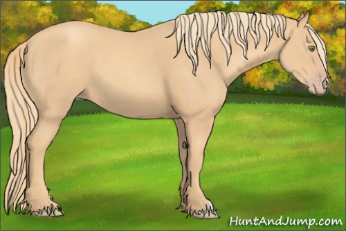 Horse Color:Gold Champagne