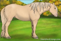 Horse Color:Gold Champagne 