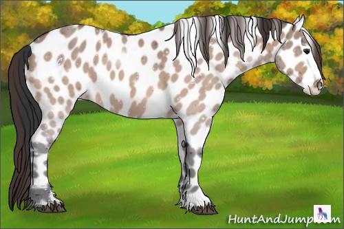 Horse Color:Bay Dun Appaloosa 