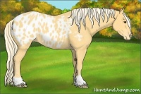Horse Color:Palomino Appaloosa 