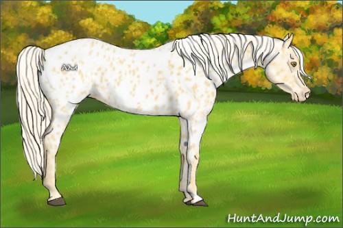 Horse Color:Palomino Near Leopard  and Palomino Near Leopard 