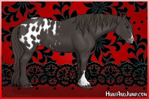 Horse Color:Smoky Black Appaloosa 