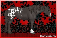 Horse Color:Smoky Black Appaloosa 