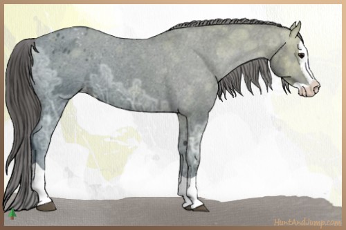 Horse Color:Black Ice Splash Appaloosa 