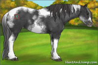 Horse Color:White Spotted Black Splash Tobiano Frame Appaloosa 