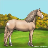 Horse Color:Gold Champagne Splash 