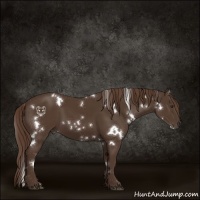 Horse Color:White Spotted Liver Chestnut 