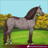 Horse Color:Chocolate Grullo Chinchilla Brindle 