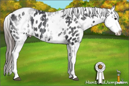 Horse Color:White Spotted Blue Roan Splash Appaloosa 