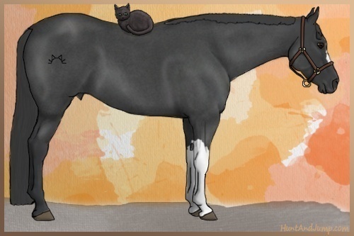 Horse Color:Blue Roan 