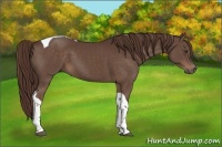 Horse Color:Liver Chestnut Sabino Tobiano 