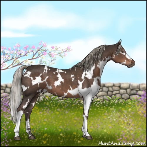 Horse Color:White Spotted Liver Chestnut 