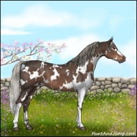Horse Color:White Spotted Liver Chestnut 