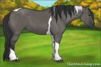 Horse Color:Grullo Tobiano