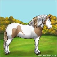 Horse Color:Chestnut Splash Tobiano 