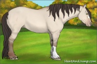 Horse Color:Amber Champagne Dun 