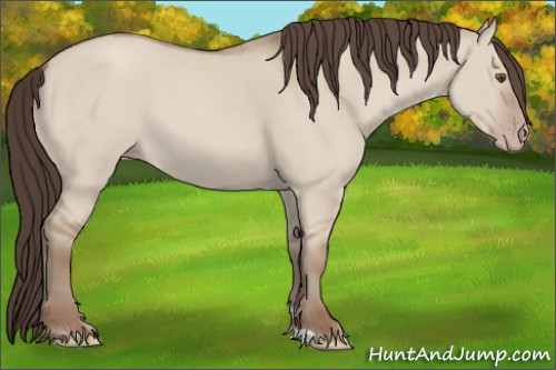 Horse Color:Classic Champagne Dun