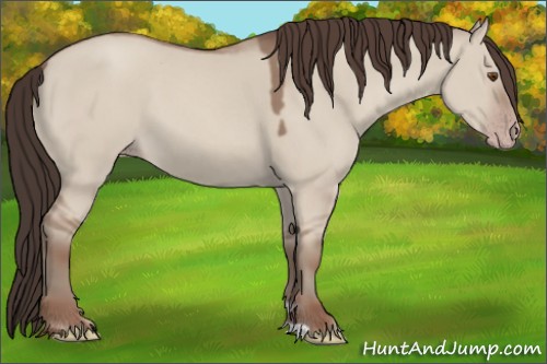 Horse Color:Classic Champagne Dun 