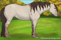 Horse Color:Classic Champagne Dun 