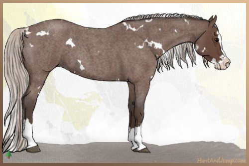 Horse Color:White Spotted Silver Blue Roan Splash 