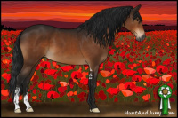 Horse Color:Gray Bay Sabino