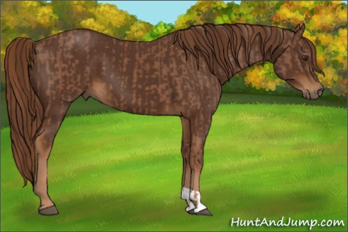 Horse Color:Chestnut and Gray Chestnut