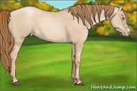 Horse Color:Red Dun Pearl 