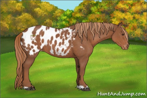 Horse Color:Chestnut Appaloosa 