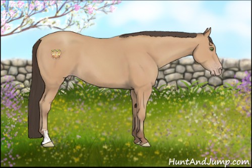 Horse Color:Amber Champagne Sabino