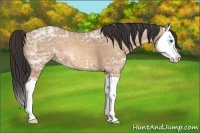 Horse Color:Amber Champagne Ice Splash 