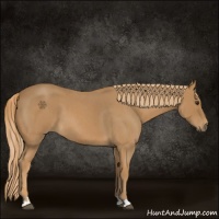 Horse Color:Red Roan  and Red Roan 