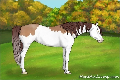 Horse Color:Chocolate Amber Champagne Splash
