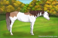Horse Color:Chocolate Amber Champagne Splash