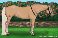 Horse Color:Silver Bay Dun Tobiano Rabicano 