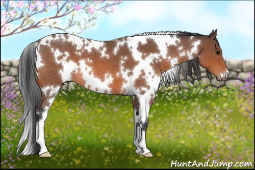 Horse Color:White Spotted Bay Roan