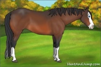Horse Color:Bay Splash 