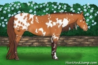 Horse Color:White Spotted Chocolate Buckskin Blanket 