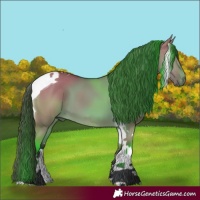 Horse Color:Bay Dun Tobiano 