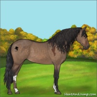 Horse Color:Brown Dun 