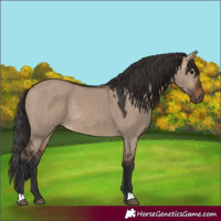 Horse Color:Brown Dun 