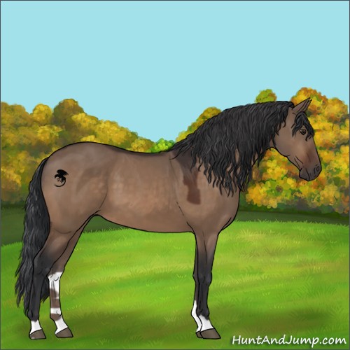 Horse Color:Brown Dun 