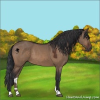 Horse Color:Brown Dun 