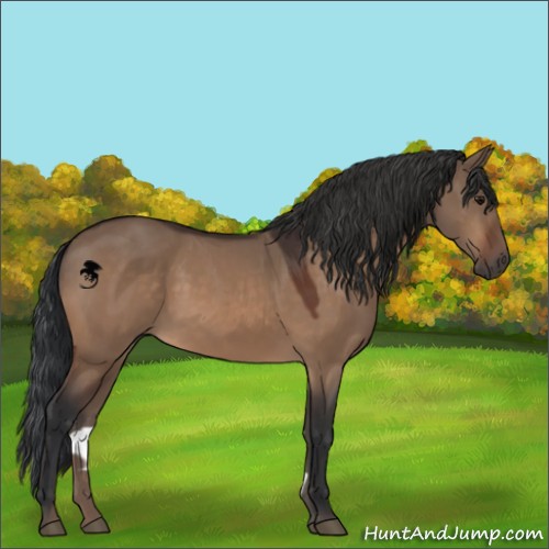 Horse Color:Bay Dun