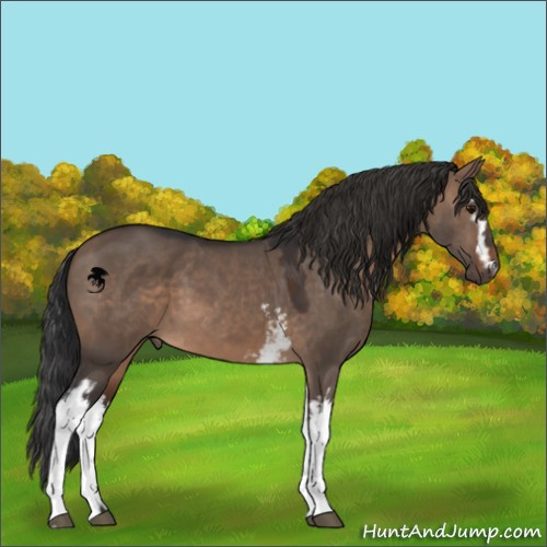 Horse Color:White Spotted Brown Dun 