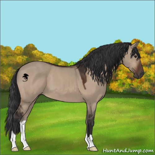 Horse Color:Brown Dun 
