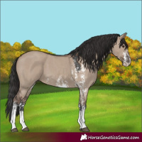 Horse Color:Liver Red Dun Sabino 