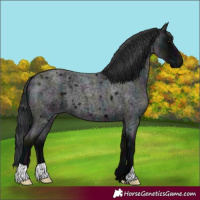 Horse Color:Midnight Blue Roan 