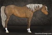 Horse Color:Chocolate Palomino 