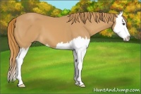 Horse Color:Chestnut Splash 