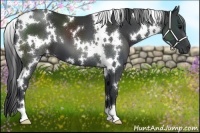 Horse Color:White Spotted Black 